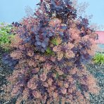 Škumpa vlasatá (Cotinus coggygria) ´ROYAL PURPLE´- výška 40-60 cm, kont. C3L