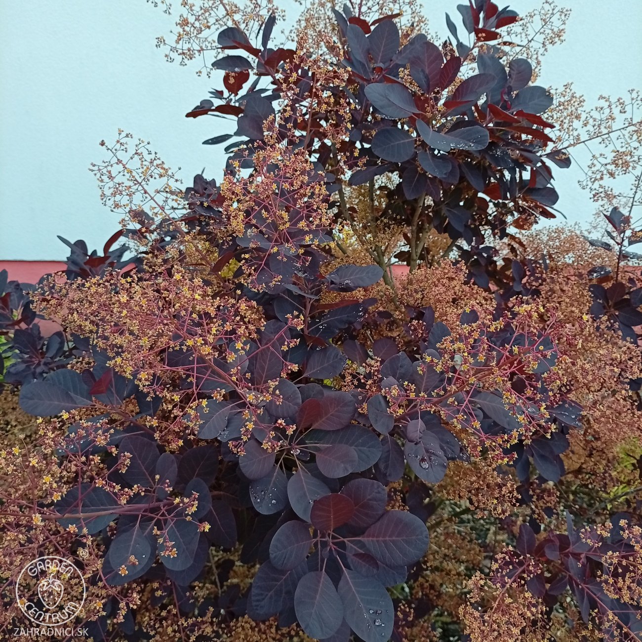 Obrázok Škumpa vlasatá (Cotinus coggygria) ´ROYAL PURPLE´- výška 40-60 cm, kont. C3L