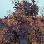 Škumpa vlasatá (Cotinus coggygria) ´ROYAL PURPLE´- výška 40-60 cm, kont. C3L