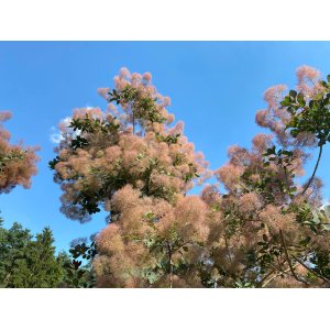 Škumpa vlasatá (Cotinus coggygria) ´OLD FASHIONED´® - výška 60-80 cm, kont. C2L
