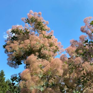 Škumpa vlasatá (Cotinus coggygria) ´OLD FASHIONED´® výška: 60-80 cm, kont. C2L