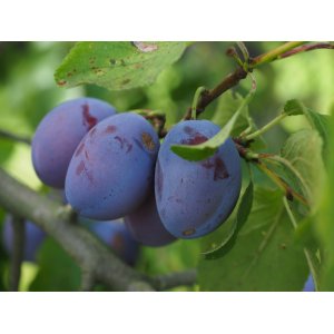 Slivka domáca (Prunus domestica) ´CALYPSO´ - výška 200-250 cm, skorá, voľnokorenná