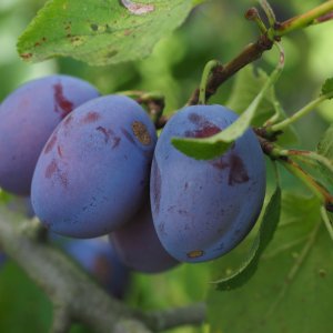 Slivka domáca (Prunus domestica) ´CALYPSO´ - výška 200-250 cm, skorá, voľnokorenná