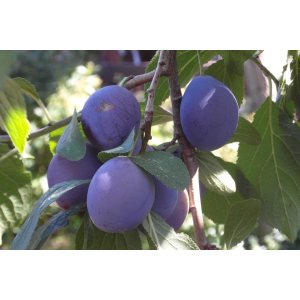 Slivka domáca (Prunus domestica) ´AMERS´ - výška 170-200 cm, neskorá, voľnokorenná 