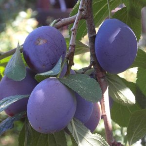 Slivka domáca (Prunus domestica) ´AMERS´ - výška 180-200 cm, neskorá, voľnokorenná 
