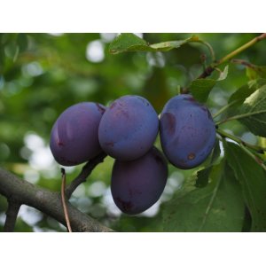 Slivka domáca (Prunus domestica) ´HAGANTA´ - výška 170-200 cm, neskorá, voľnokorenná 