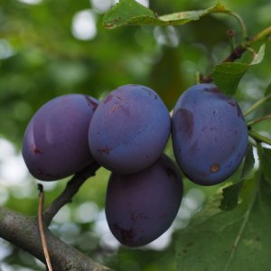 Slivka domáca (Prunus domestica) ´HAGANTA´ - výška 160-180 cm, neskorá, voľnokorenná 
