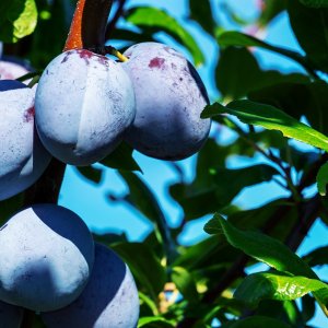 Slivka (Prunus domestica) ´JOGANTA´  - výška 180-220 cm, neskorá, voľnokorenná 