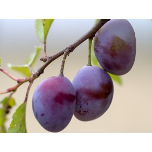 Slivka domáca (Prunus domestica) ´JOJO´ - výška 170-200 cm, neskorá, voľnokorenná