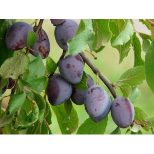 Slivka domáca (Prunus domestica) ´KATINKA´ - skorá, výška 170-200 cm - voľnokorenná