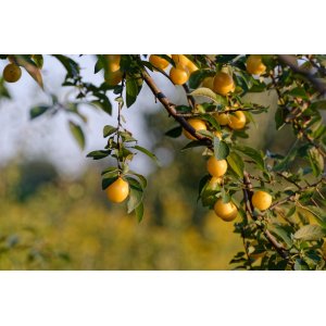 Slivka japonská (Prunus salicina) ´SHIRO´ - výška 170-200 cm, skorá, voľnokorenná