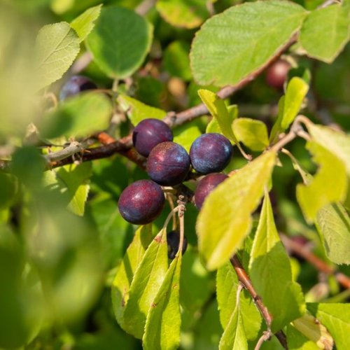 Slivka domáca (Prunus domestica) ´BYSTRICKÁ MUŠKÁTOVÁ´ - výška 140-160 cm, neskorá, voľnokorenná