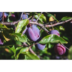 Slivka domáca (Prunus domestica) ´ČAČANSKÁ NAJBOJLA´ - výška 170-200 cm, stredne skorá, voľnokorenná