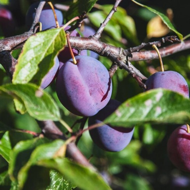 Slivka domáca (Prunus domestica) ´ČAČANSKÁ NAJBOJLA´ - výška 170-200 cm, stredne skorá, voľnokorenná