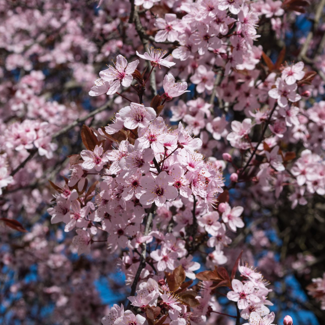 Obrázok Slivka čerešňoplodá (Prunus cerasifera) ´NIGRA´ – výška 40-60 cm, kont. C1,5L