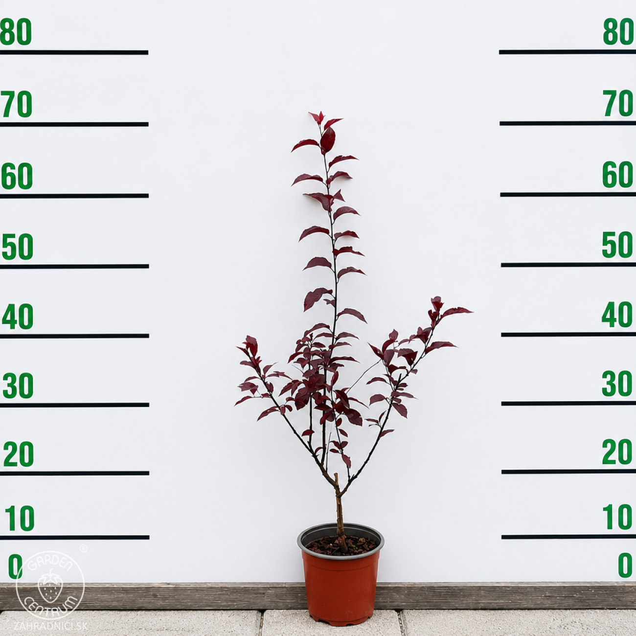 Obrázok Slivka čerešňoplodá (Prunus cerasifera) ´NIGRA´ – výška 40-60 cm, kont. C1,5L