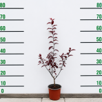 Slivka čerešňoplodá (Prunus cerasifera) ´NIGRA´ – výška 40-60 cm, kont. C1,5L