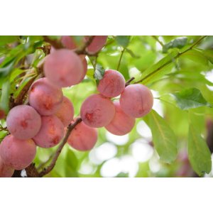 Slivka japonská (Prunus salicina) ´KOMÉTA´ - výška 170-200 cm, stredne skorá, voľnokorenná
