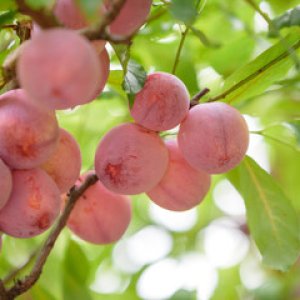 Slivka japonská (Prunus salicina) ´KOMÉTA´ - výška 180-200 cm, stredne skorá, voľnokorenná
