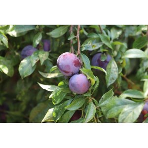 Slivka (Prunus domestica) ´PRESIDENT´ - výška 180-220 cm, obvod kmeňa 6/8 cm, kont. C9L - KVETINÁČOVÁ