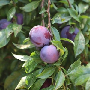 Slivka (Prunus domestica) ´PRESIDENT´ - výška 180-220 cm, obvod kmeňa 6/8 cm, kont. C9L - KVETINÁČOVÁ