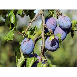 Slivka domáca (Prunus domestica) ´ČAČANSKÁ RANA´ - výška 170-200 cm, voľnokorenná, skorá
