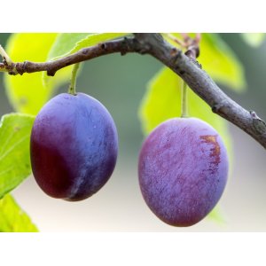 Slivka domáca (Prunus domestica) ´PRESENTA´ - výška 170-200 cm, voľnokorenná, neskorá