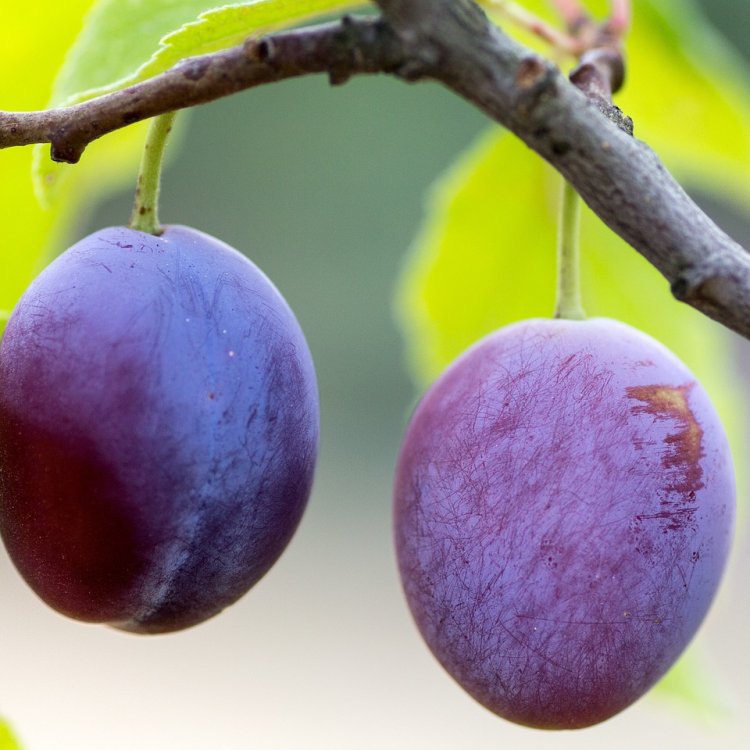 Slivka domáca (Prunus domestica) ´PRESENTA´ - výška 170-200 cm, voľnokorenná, neskorá