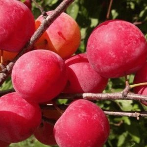 Slivka japonská (Prunus salicina) ´NAJDENA´ - výška 180-200 cm, stredneskorá, voľnokorenná