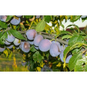 Slivka domáca (Prunus domestica) ´ČAČANSKÁ LEPOTICA´ - výška 150-180 cm, kont. C10L, skorá