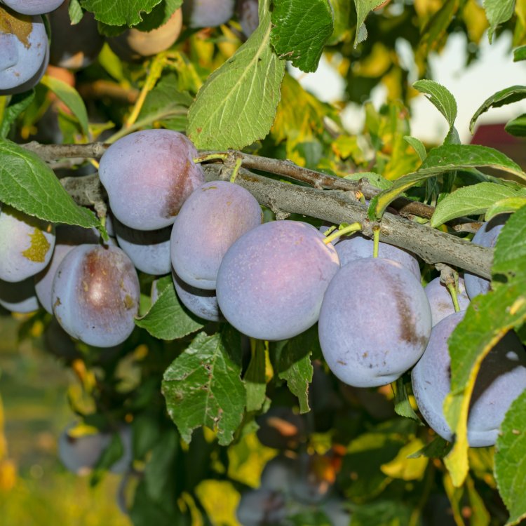 Slivka domáca (Prunus domestica) ´ČAČANSKÁ LEPOTICA´ - výška 150-180 cm, kont. C10L, skorá