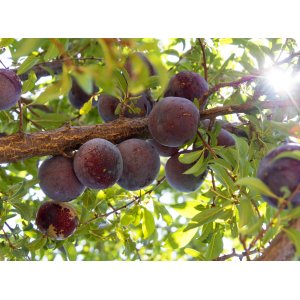 Slivka domáca (Prunus domestica) ´TOPFIVE´ - výška 200-250 cm, stredne skorá, voľnokorenná