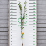 Stĺpovitá slivka (Prunus domestica) ´IMPERIAL´ - neskorá - výška 150-180 cm, kont. C5L