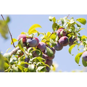 Slivka domáca (Prunus Domestica) ´TOPEND PLUS®´ - výška 170-200 cm, voľnokorenná, neskorá