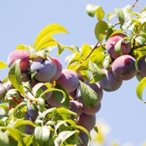 Slivka domáca (Prunus Domestica) ´TOPEND PLUS®´ - výška 160-180 cm, voľnokorenná, neskorá