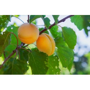 Slivka domáca (Prunus Domestica) ´ŽLTÁ AFASKA´ - výška 160-180 cm, neskorá, voľnokorenná