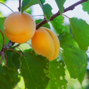 Slivka domáca (Prunus Domestica) ´ŽLTÁ AFASKA´ - výška 160-180 cm, neskorá, voľnokorenná