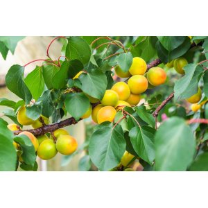 Slivka japonská (Prunus salicina) ´CLAUDIA GIALLA´- výška 200-240 cm, obvod kmeňa 6/8 cm, kont. C9L - KVETINÁČOVÁ