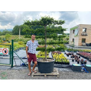 Hrab obyčajný (Carpinus betulus) - výška 200-210 cm, obvod kmeňa 30 cm, kont. C285L - TVAROVANÁ STENA