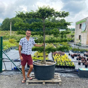 Hrab obyčajný (Carpinus betulus) - výška 200 cm, obvod kmeňa 30 cm, kont. C285L - TVAROVANÁ STENA