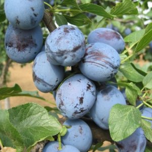 Slivka domáca (Prunus domestica) ´ČAČANSKÁ LEPOTICA´ - výška 150-180 cm, kont. C10L, skorá