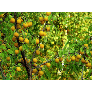  Mini slivka domáca (Prunus domestica) ´MIRABELLE´ - výška 60-80 cm, kont. C5L