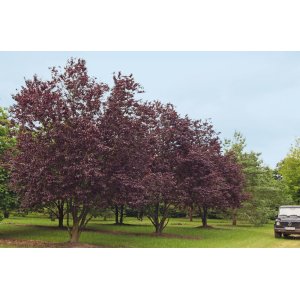 Slivka čerešňoplodá (Prunus cerasifera) ´PISSARDII´ - výška 200-250 cm, kont. C18L 