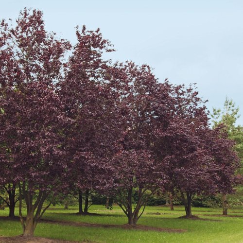 Slivka čerešňoplodá (Prunus cerasifera) ´PISSARDOVA´ - výška 200-250 cm, kont. C18L 