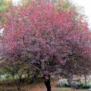 Slivka čerešňoplodá (Prunus cerasifera) ´PISSARDOVA´ - výška 130-160 cm, obvod kmeňa 4/6 cm, kont. C7.5L