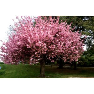 Sakura ozdobná (Prunus serrulata) ´ROYAL BURGUNDY´ - výška 150-200 cm, kont. C10L 