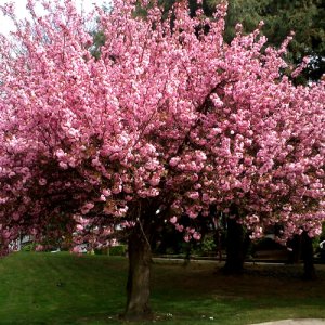 Sakura ozdobná (Prunus serrulata) ´ROYAL BURGUNDY´ - výška 160-200 cm, kont. C10L 