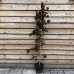 Slivka čerešňoplodá (Prunus cerasifera) ´PISSARDOVA´ - výška 150-200 cm, obvod kmeňa 4/6 cm, kont. C5L