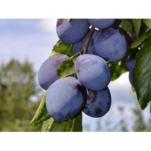 Slivka domáca (Prunus Domestica) ´STANLEY´-  výška 250-300 cm, obvod kmeňa 14/16 cm, kont. C70L - KVETINÁČOVÁ