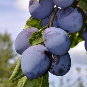 Slivka domáca (Prunus Domestica) ´STANLEY´-  výška 250-300 cm, obvod kmeňa 14/16 cm, kont. C70L - KVETINÁČOVÁ